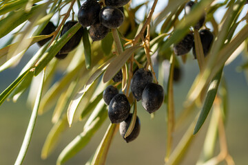 Aceitunas