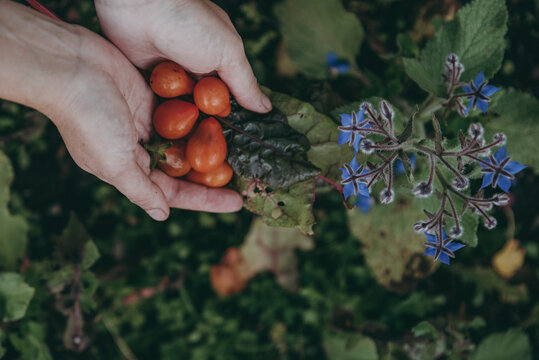 Hands holding tomatoes, Sweden