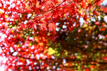 日本の秋,紅葉
