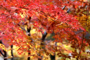 日本の秋,紅葉