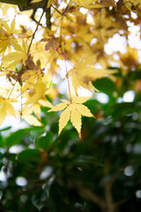 紅葉のモミジ