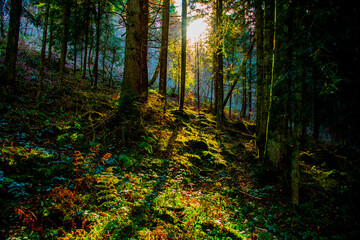 Obraz premium sun filtering through the woods