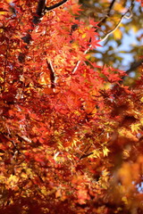 日本の秋,紅葉