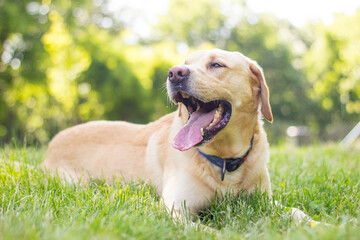 Smiling labrador dog in the city park