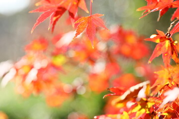 日本の秋,紅葉