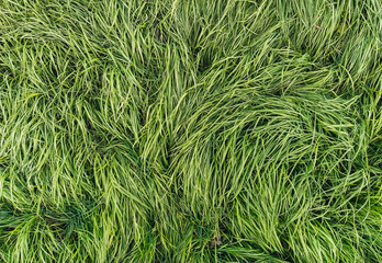 The texture of the long, tall green grass close-up. Photography, copy space, windy.