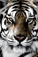 Still Life Digital Manipulation Photography