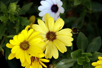 Western honey bee, yellow and white with the focus of the flower when the green background leads to the flower.