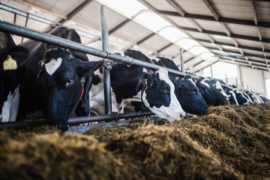 Cows in barn, Sweden