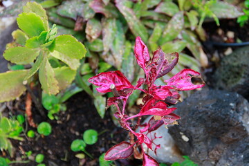 A colourful combination that makes flat ground, against a background of stones and rocks. A picture from a cold and rainy day with drops of water and sharpness.
