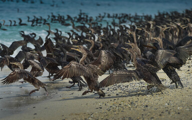group of pelicans on the beach