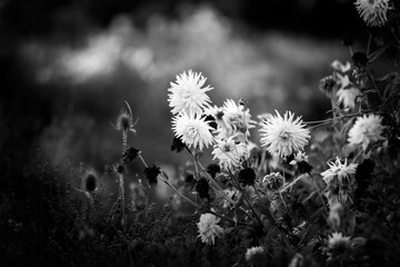 Flowering meadow  Black & White - 394471365