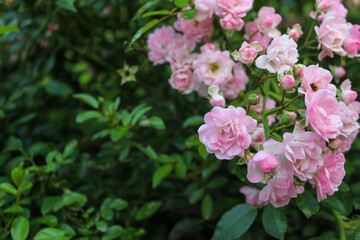 Beautiful bush of garden pink roses