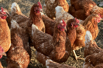A flock of female chicken in sunlight on organic hen farm (Gallus gallus domesticus)