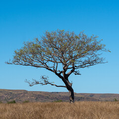 tree in the thorny desert Madagaskar