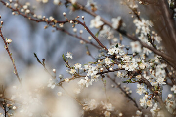 Blooming garden in spring. Flowering trees in white. Tree branches and flowers.