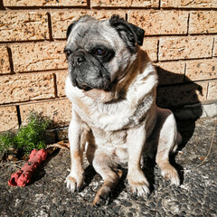 Obraz premium Pug sitting down in the sunlight