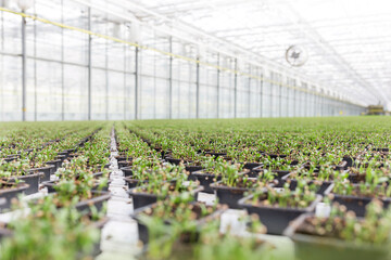 Row of herbs growing in greenhouse