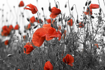 Poppy in the field at dawn  Black & White - 394472746