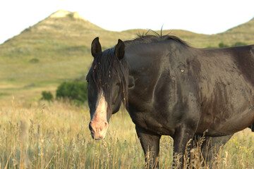 Fototapeta premium Wild Horses, black stallion portrait
