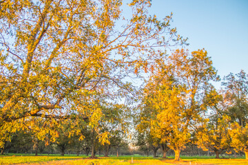 Rows of Fall colored pecan trees
