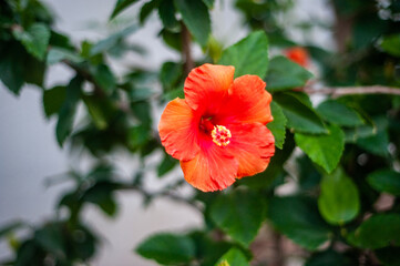 
Red hibiscus flower on green leaves background