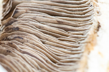 abstract background with organic lines. Mushroom based background, natural lines