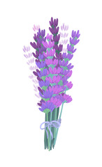 A bunch of lavender. Vector illustration