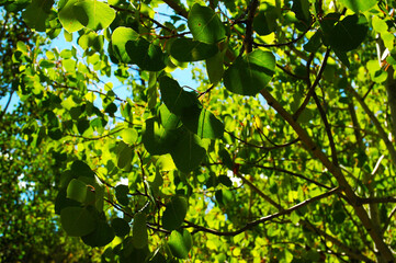 Aspen Leaves