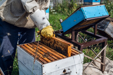 Beekeeper is working with bees and beehives on the apiary.