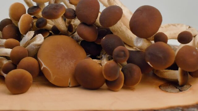 group of delicious pioppini mushrooms on wood table