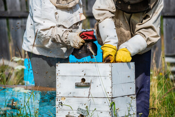 Eco apiculture and honey production business. Beekeeper fumigating bees with smoke to remove honeycombs from the apiary houses. Beepeeking process.