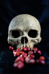 Old skull with dry berries concept shallow focus