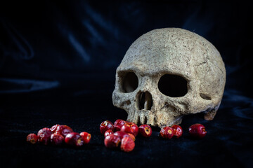 Old skull with dry berries concept