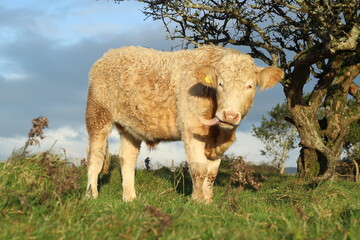 Cattle: Charolais breed bullock with tongue sticking out, standing beside hawthorn tree on farmland in rural Ireland