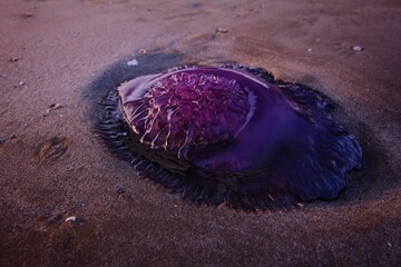 jellyfish on the sand
