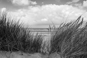 Schwarz wei&szlig; Foto Gr&auml;ser mit Blick auf den Strand und das Meer