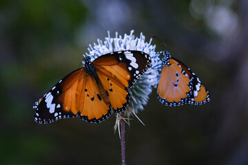 butterfly on a flower