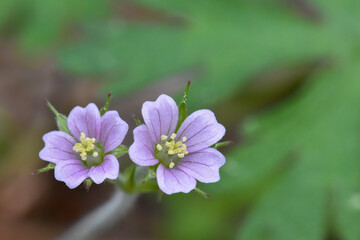 Fototapeta premium purple flowers with pollen