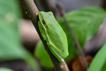 green tree frog resting on branch