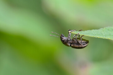 bug hanging upside down on a leaf