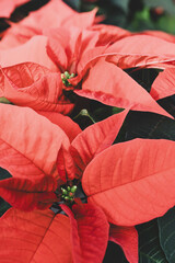  close up on red poinsettia plant