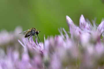small bee fly on a flower