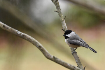 Carolina chickadee on branch