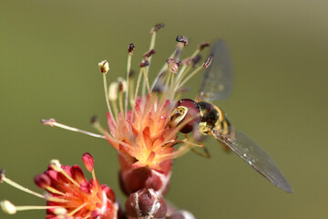 bee fly on maple flower