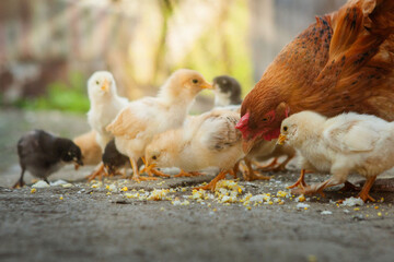 Close up yellow chicks on the floor , Beautiful yellow little chickens, Group of yellow chicks