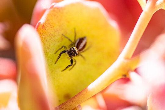 Jumping spider macro, insect details. Home wildlife safari, shot naturalistic pictures at home.
