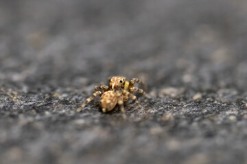 Jumping spider macro, insect details. Home wildlife safari, shot naturalistic pictures at home.