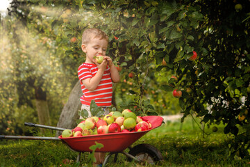 Child picking apples on a farm. Little boy playing in apple tree orchard. Kid pick fruit and put them in a wheelbarrow. Baby eating healthy fruits at fall harvest. Outdoor fun for children
