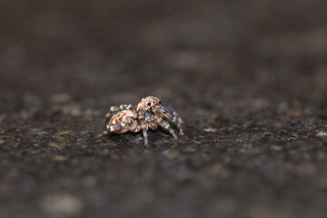 Jumping spider macro, insect details. Home wildlife safari, shot naturalistic pictures at home.